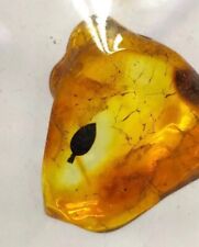 Genuine baltic amber for sale  COVENTRY