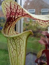 pitcher plant for sale  SANDOWN