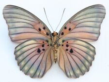 Butterfly female euphaedra for sale  Shipping to Ireland