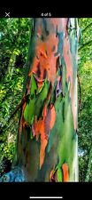 Rainbow eucalyptus plant for sale  Orlando