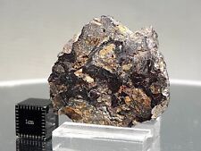 Nwa 16099 pallasite for sale  Shipping to Ireland