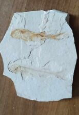 Fossile poissons poisson d'occasion  Pacy-sur-Eure