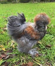 Silkie Hatching Eggs X 6 - Show Quality for sale  SWINDON