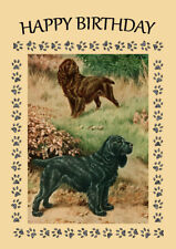 Field spaniel dog for sale  COLEFORD