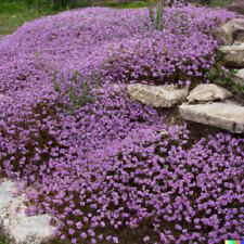 5000 creeping thyme for sale  Saint Augustine