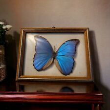 Cadre papillon morpho d'occasion  Saint-Trojan-les-Bains
