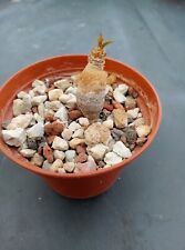 Euphorbia moratii caudex gebraucht kaufen  Coswig