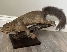 Vintage squirrel taxidermy for sale  Lafayette