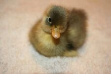 Call duck hatching for sale  CHULMLEIGH
