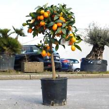 Zwergorange kumquat fortunella gebraucht kaufen  Lirich,-Alstaden