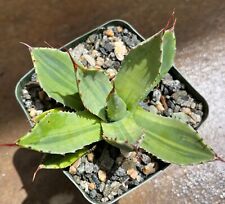 Agave parryi truncata for sale  Shipping to Ireland