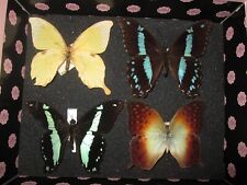African butterfly collection for sale  WATERLOOVILLE