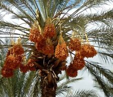 Date palm tree for sale  LONDON