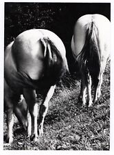 Old photo horse d'occasion  Expédié en Belgium