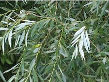 Golden white willow for sale  Monongahela