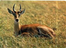 83.animali fauna africana usato  Roma