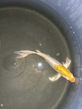 35cm gin rin for sale  UK