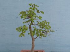 yamadori bonsai gebraucht kaufen  Dresden