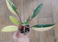 Philodendron strawberry shake for sale  Lexington