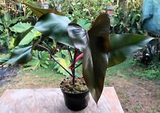 Philodendron dark lord for sale  Hollywood