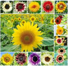 Sunflower mixture mix for sale  LONDON