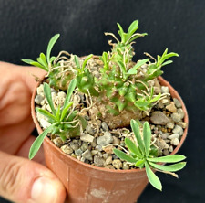 Euphorbia cocklebur pot usato  Baranzate