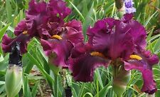 Tall bearded iris for sale  Ahsahka