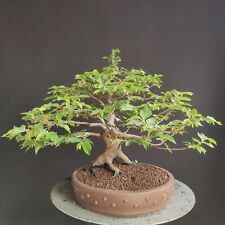 Pre bonsai carpino usato  San Pancrazio Salentino