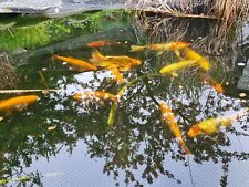 large koi fish for sale  MORDEN