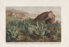 Opuntien Opuntia Blossoms Cactus Mexico Lithography From 1898 Cactaceae Botany, used for sale  Shipping to South Africa