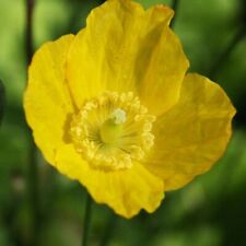 Welsh yellow poppy for sale  SUTTON-IN-ASHFIELD