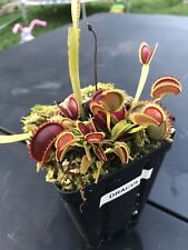 Venus flytrap dracula for sale  Chesapeake
