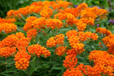 Butterfly weed asclepias for sale  READING