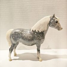 shetland pony for sale  Lawrence Township