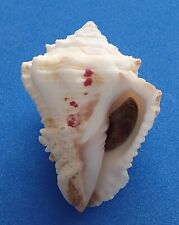 Coquillage de collection : Vasum muricatum AO 95mm ! (Turbinellidae) Seashell, usado comprar usado  Enviando para Brazil