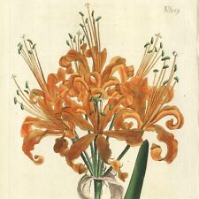 Rare 1808 Curtis Botanical Engraving No. 1089 AMARYLLIS HUMILIS, DWARF NERINE for sale  Shipping to South Africa