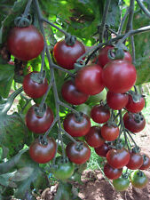 Tomato cherry rosella for sale  SALISBURY