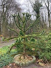 araucaria gebraucht kaufen  Recke