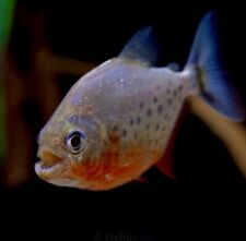 Red bellied piranha for sale  LONDON