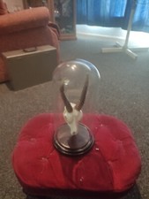 taxidermy display case for sale taxidermy display case for sale LICHFIELD