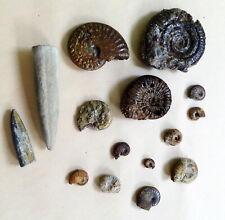 Fossiles ammonites belemnites d'occasion  Le Havre
