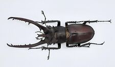 Lucanus hermi, A-, 73mm, #LL16 for sale  Shipping to South Africa