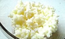 Grains kéfir lait d'occasion  Villeneuve-d'Ascq-