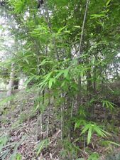Dendrocalamus longispathus | Bainha longa e aglomeração de bambu comestível | 20_sementes comprar usado  Enviando para Brazil