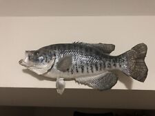 Crappie taxidermy for sale  Poolesville