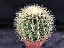 Echinocactus grusonii debilisp usato  Massafra
