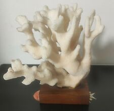 White fossil coral d'occasion  Expédié en Belgium