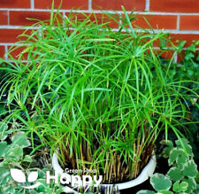 House plant seeds for sale  Shipping to Ireland