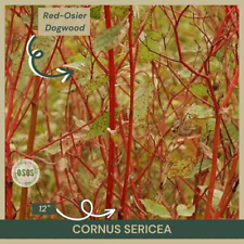 Cornus sericea red for sale  Portville