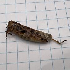 Used, Orthoptera Acrididae?? ORT 011 Collected Sk, Canada for sale  Shipping to South Africa
